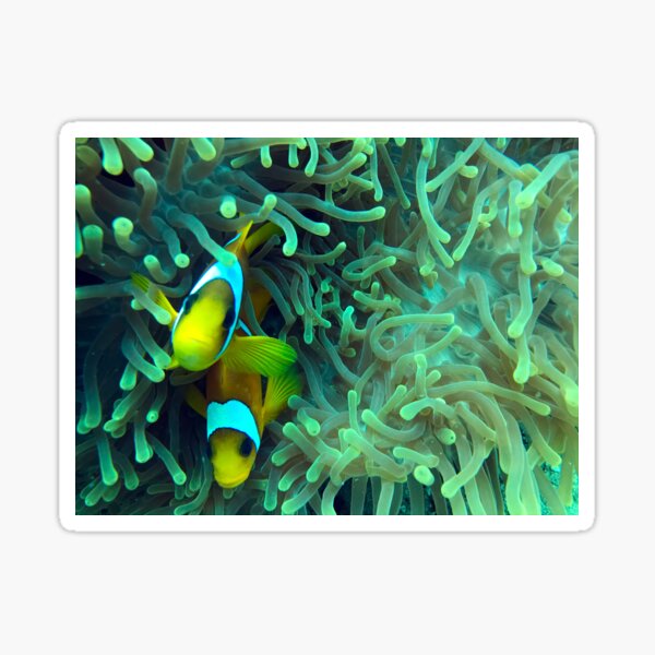 anemone fish in coral reef Sticker
