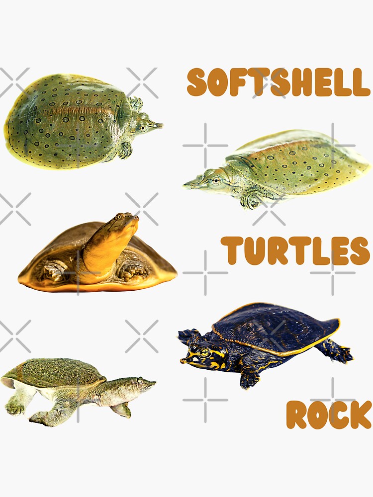 Turtle Lover Reptile Pet Turtle Types Of Turtles Tank Top