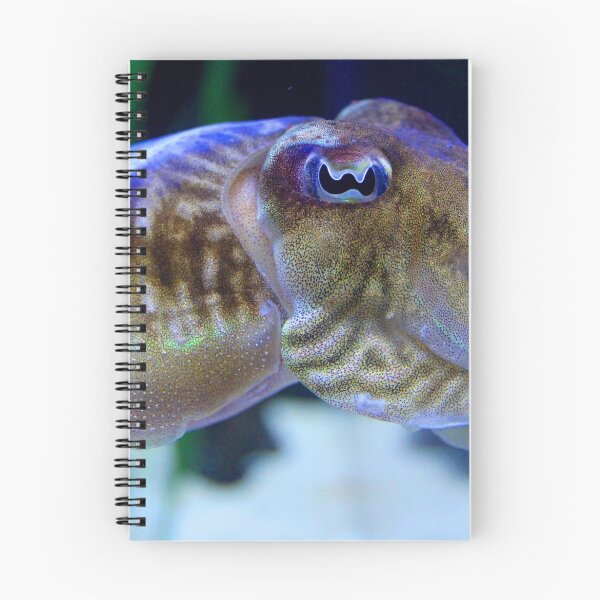 Item preview, cuttlefish designed and sold by AlessandrArt.
