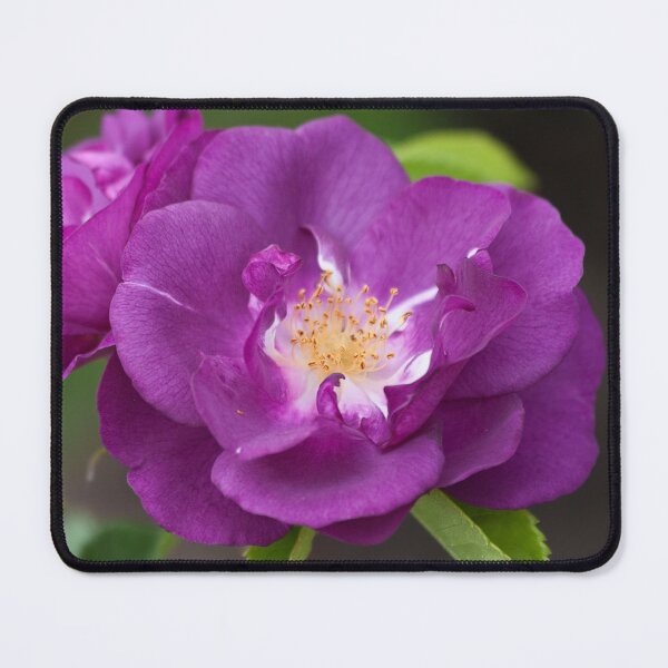 Item preview, 'Rhapsody In Blue' Rose designed and sold by Yair Karelic.