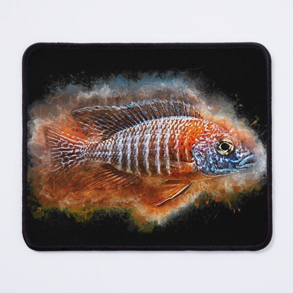 Item preview, Red Rubin Emperor Cichlid - Aulonocara red rubin designed and sold by AquariumLutter.