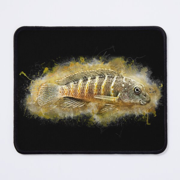 Item preview, Tanganyika Clown - Eretmodus cyanostictus "Makombe" designed and sold by AquariumLutter.