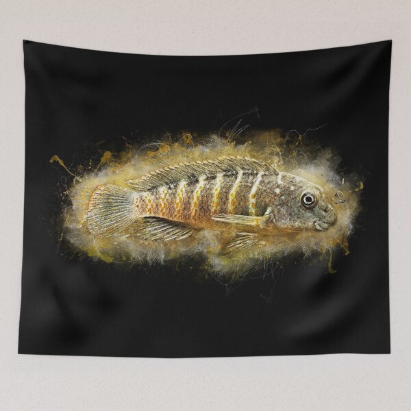 Item preview, Tanganyika Clown - Eretmodus cyanostictus "Makombe" designed and sold by AquariumLutter.