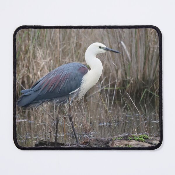 Item preview, White-necked Heron designed and sold by cate38.