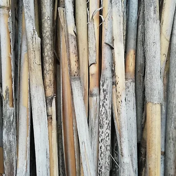 Artwork thumbnail, Blue Reeds by Treebarkart