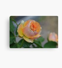 peach rose Canvas Print