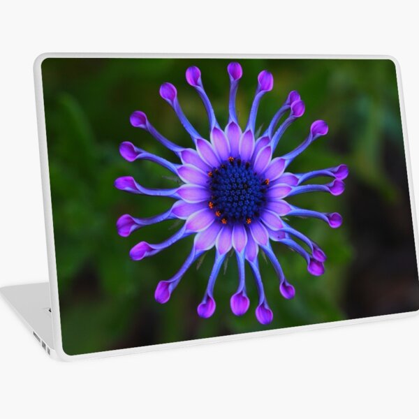 Osteospermum Whirligig Laptop Skin