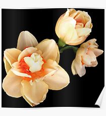 Daffodils Poster