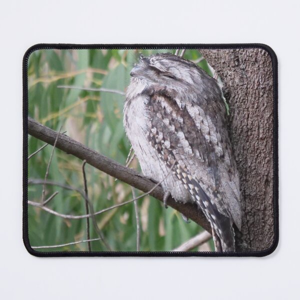 Item preview, Tawny Frogmouth Nap Time designed and sold by cate38.