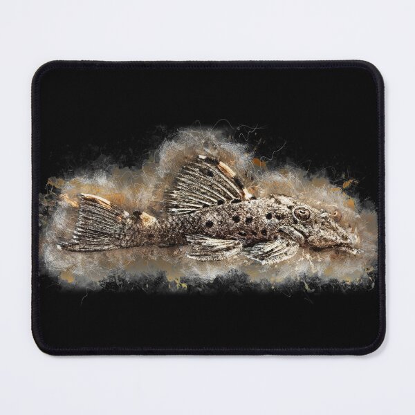 Item preview, L91 Orange-fringed Proboscis Catfish - Leporacanthicus triactis designed and sold by AquariumLutter.
