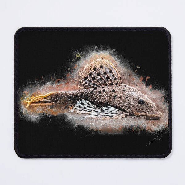 Item preview, L 095 Redbeard Pine Cone Catfish - Pseudorinelepis sp. designed and sold by AquariumLutter.