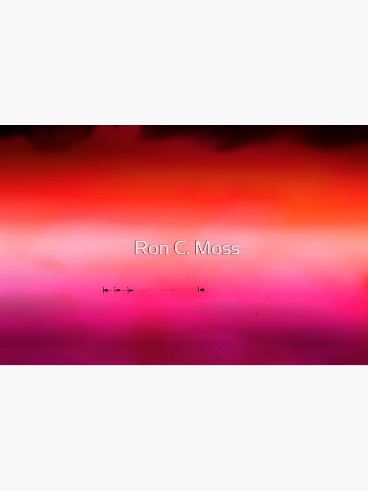 Swan Dreaming #3 by ronmoss