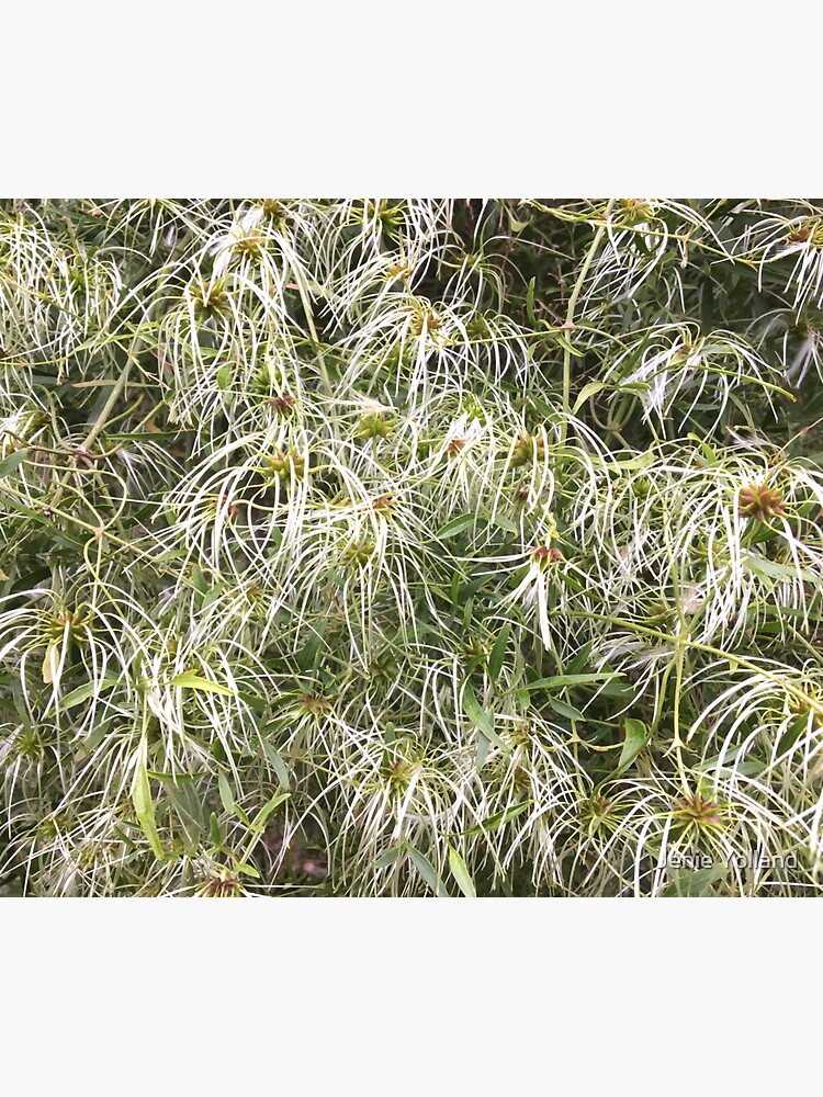 Old Mans Beard White Flower by JenieYolland