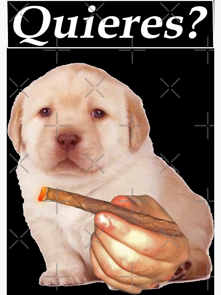 "Cute Golden Retriever puppy Quieres meme funny meme " Canvas Print