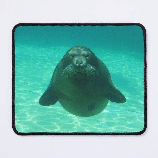 Item preview, Staring Seal designed and sold by Linda Walsh.
