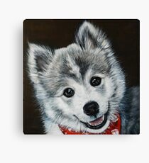 Oreo the Pomsky Canvas Print