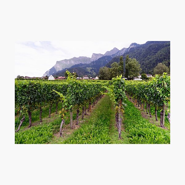 Vineyard in Switzerland Photographic Print
