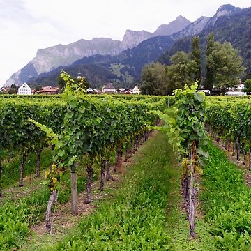 Artwork thumbnail, Vineyard in Switzerland by Mallorn