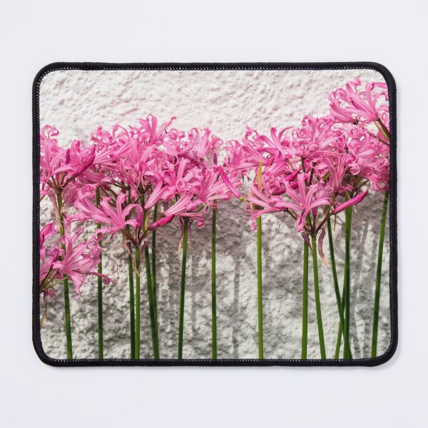 Item preview, Candy Colored Garden Border - Dramatic Spider Lilies Against a Rough Wall designed and sold by Georgia Mizuleva.
