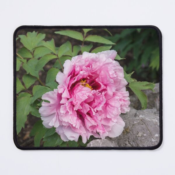 Item preview, On the Rocks - Fragrant Tree Peony Flower in Splendid Pink designed and sold by Georgia Mizuleva.