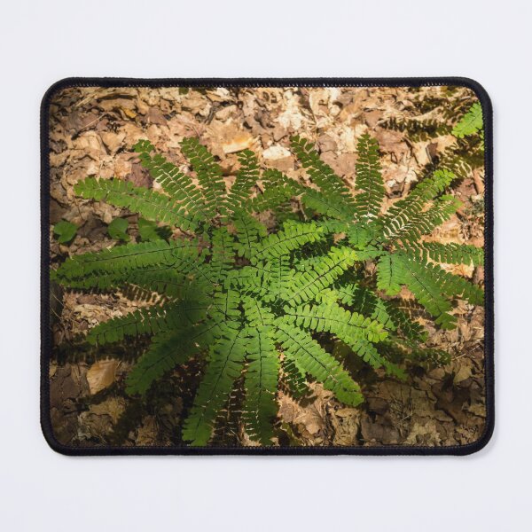 Item preview, Star Shaped Forest Floor Treasures - Diminutive Maidenhair Ferns designed and sold by Georgia Mizuleva.