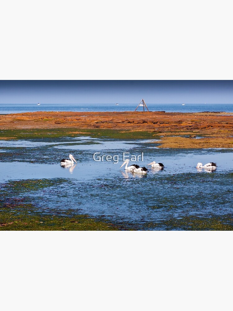 Pelicans Feeding - Rickett's Point by GregEarl