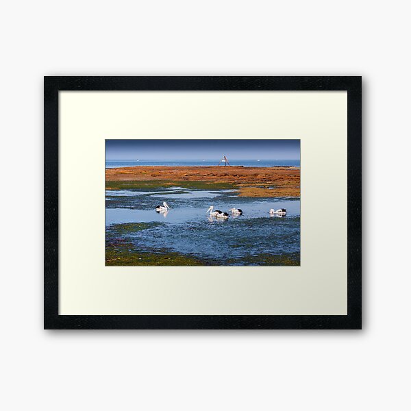 Pelicans Feeding - Rickett's Point Framed Art Print