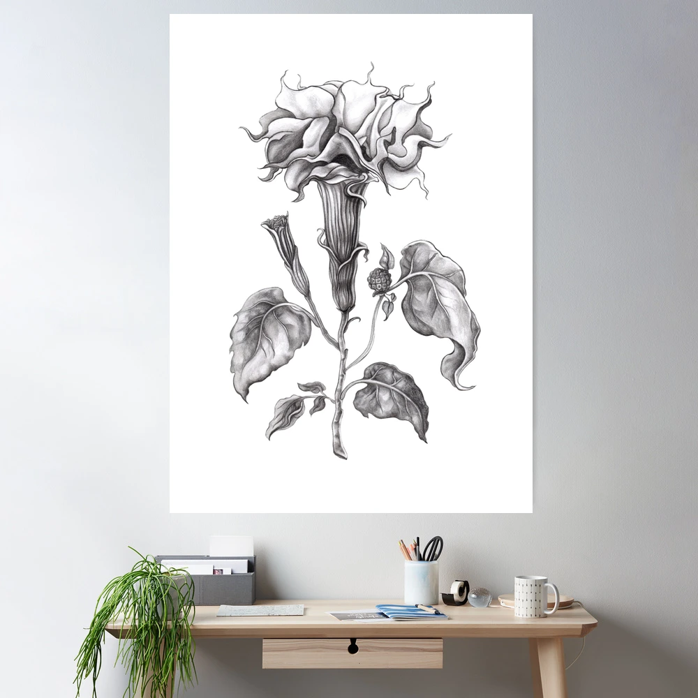 Datura