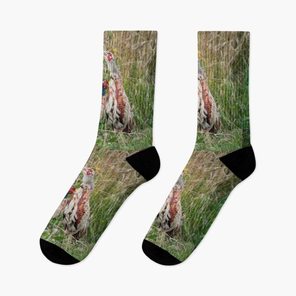 Item preview, That one is always so loud. Common pheasant designed and sold by Jouko Lehto Photography.