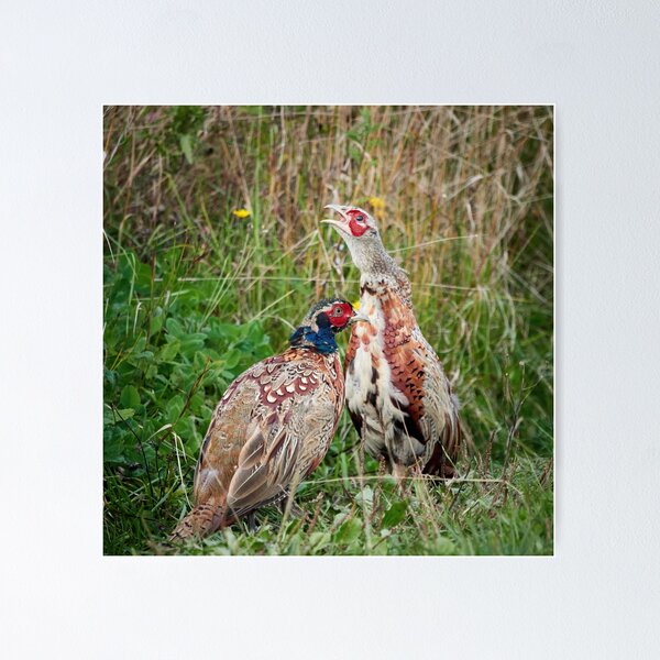 Item preview, That one is always so loud. Common pheasant designed and sold by Jouko Lehto Photography.