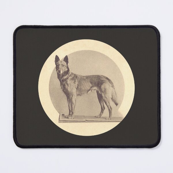 Item preview, Tjop, the first Malinois celebrity designed and sold by BelgianDogs.