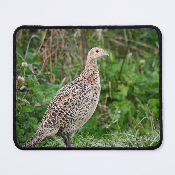Item preview, Calm charm. Common pheasant designed and sold by Jouko Lehto Photography.