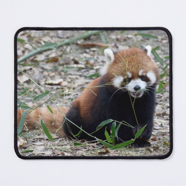 Item preview, Red Panda at the Cincinnati Zoo designed and sold by Zoo and Nature Photography by Karie.