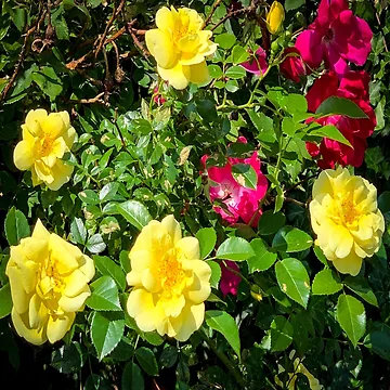 Artwork thumbnail, Yellow Roses by ClearNight