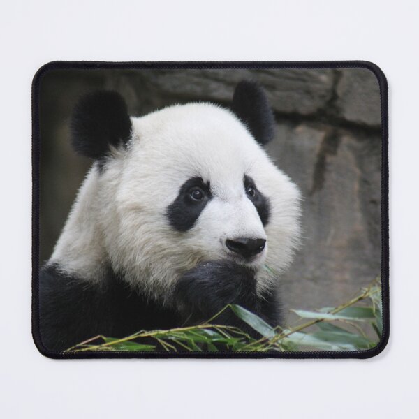 Item preview, Giant Panda Xi Lun at Zoo Atlanta designed and sold by Zoo and Nature Photography by Karie.