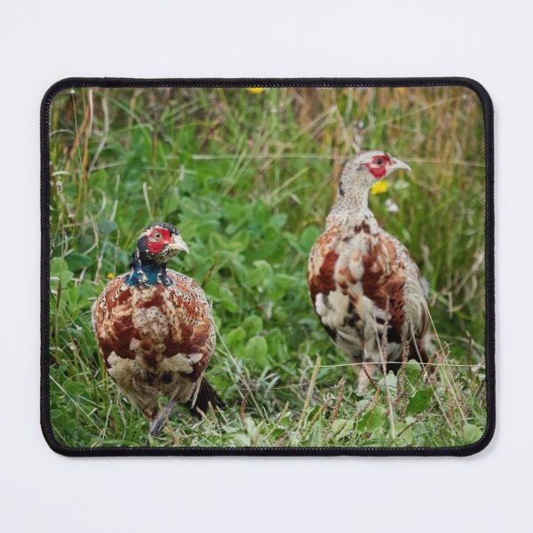 Item preview, Is there something wrong with my face. Common pheasant designed and sold by Jouko Lehto Photography.