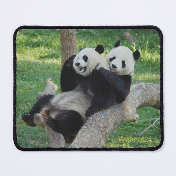 Item preview, Giant Pandas Tian Tian and Mei Xiang at the National Zoo designed and sold by Zoo and Nature Photography by Karie.