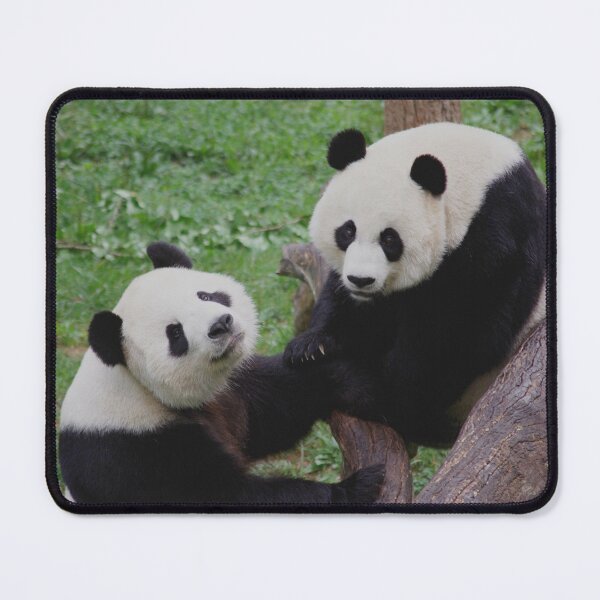 Item preview, Giant Pandas Tian Tian and Mei Xiang at the National Zoo designed and sold by Zoo and Nature Photography by Karie.