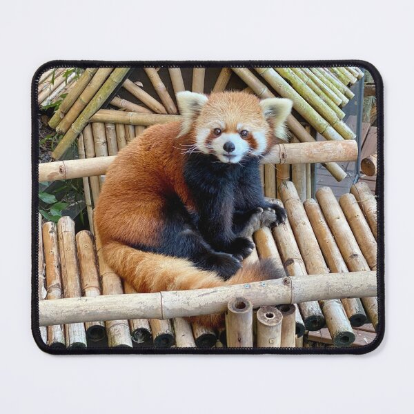 Item preview, Red Panda Idgie at Zoo Atlanta designed and sold by Zoo and Nature Photography by Karie.