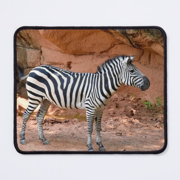 Item preview, Zebra at the Maryland Zoo designed and sold by Zoo and Nature Photography by Karie.