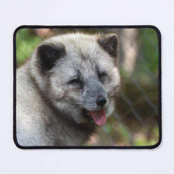 Item preview, Arctic Fox at the Maryland Zoo designed and sold by Zoo and Nature Photography by Karie.