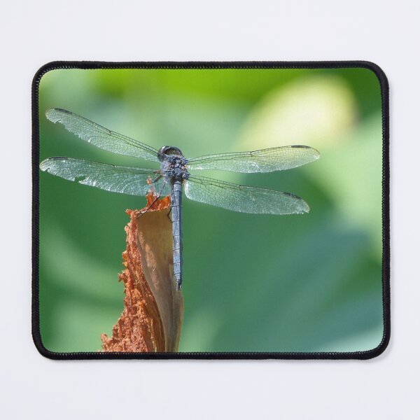 Item preview, Dragonfly designed and sold by Zoo and Nature Photography by Karie.