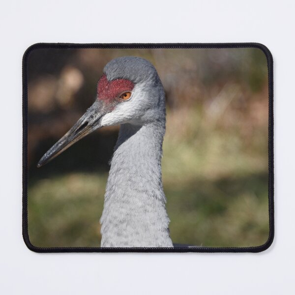 Item preview, Sandhill Crane at the Maryland Zoo designed and sold by Zoo and Nature Photography by Karie.