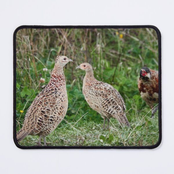 Item preview, Mothers daily troubles. Common pheasant designed and sold by Jouko Lehto Photography.