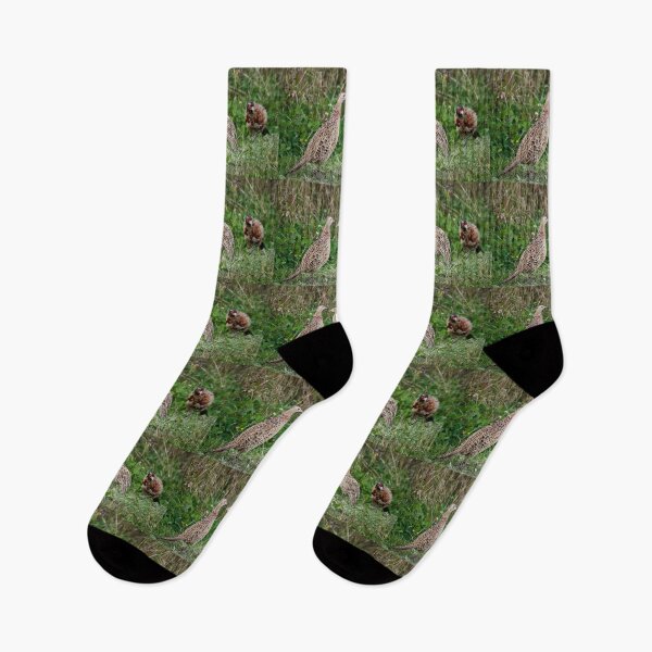 Item preview, Mothers daily troubles. Common pheasant designed and sold by Jouko Lehto Photography.