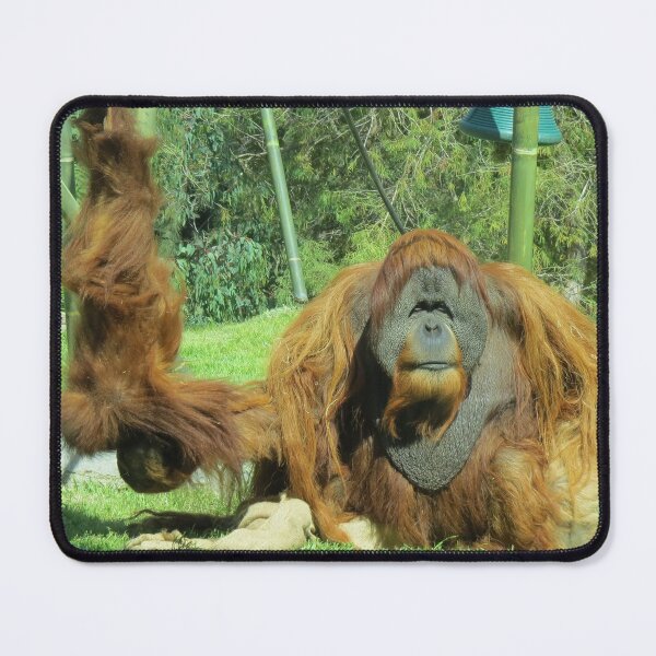 Item preview, Sumatran Orangutans Satu and Aisha at the San Diego Zoo designed and sold by Zoo and Nature Photography by Karie.