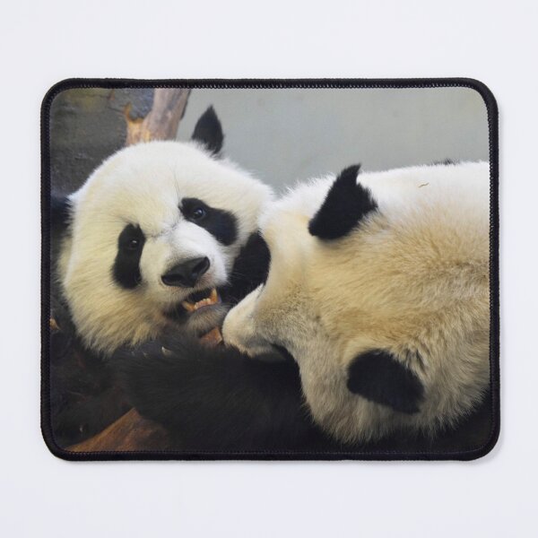 Item preview, Giant Pandas Ya Lun and Xi Lun at Zoo Atlanta designed and sold by Zoo and Nature Photography by Karie.