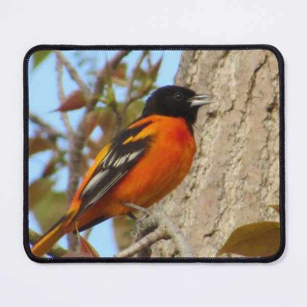 Item preview, Baltimore Oriole designed and sold by Zoo and Nature Photography by Karie.
