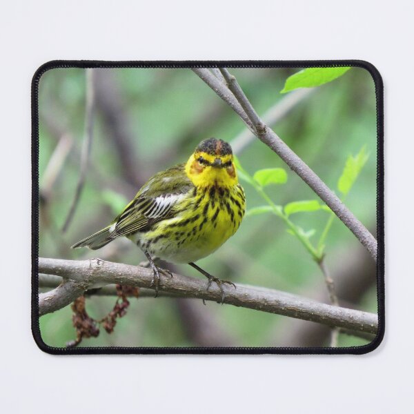 Item preview, Cape May Warbler at Magee Marsh designed and sold by Zoo and Nature Photography by Karie.