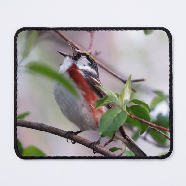Item preview, Chestnut-sided Warbler at Magee Marsh designed and sold by Zoo and Nature Photography by Karie.